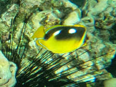 Chaetodon quadrimaculatus