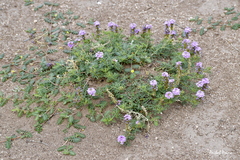Glandularia tenera