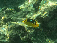 Chaetodon quadrimaculatus