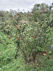 Callianthe megapotamica