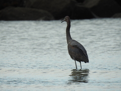Egretta rufescens