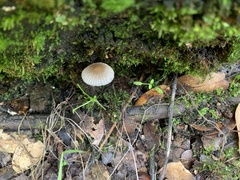 Setulosi