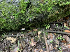 Setulosi