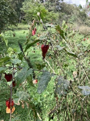 Callianthe megapotamica