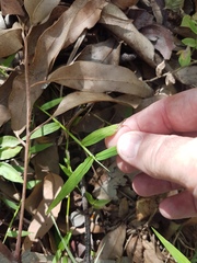 Ottochloa gracillima