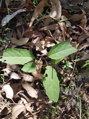 Clerodendrum tomentosum