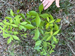 Carya floridana