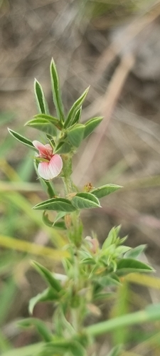Indigofera inhambanensis