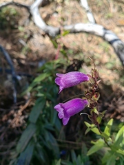 Penstemon gentianoides