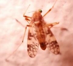 Psectrotanypus dyari