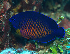 Centropyge bispinosa