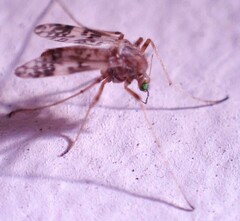 Psectrotanypus dyari