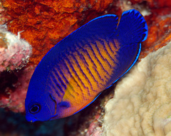 Centropyge bispinosa