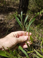Acacia maidenii