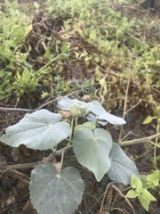 Abutilon grandifolium