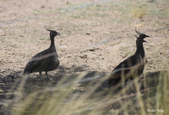 Eudromia elegans