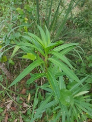 Asclepias curassavica