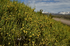 Ephedra chilensis