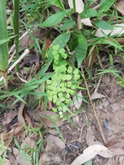 Adiantum aethiopicum
