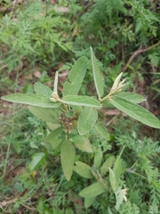 Sida hackettiana