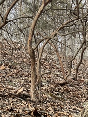 Juniperus sabina