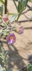 Millettieae