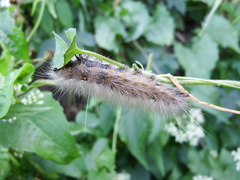 Spilarctia subcarnea