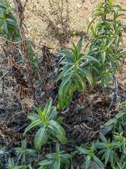 Penstemon gentianoides