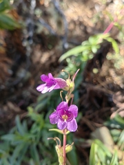Penstemon gentianoides