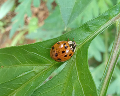 Harmonia axyridis