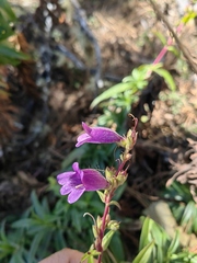 Penstemon gentianoides