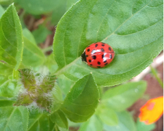 Harmonia axyridis