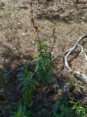 Penstemon gentianoides