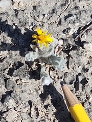 Thymophylla micropoides