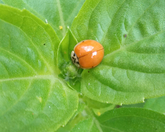 Harmonia axyridis