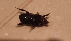 Euetheola