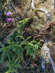 Penstemon gentianoides