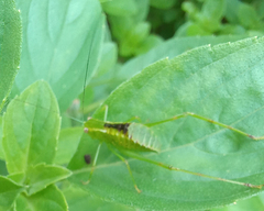 Stilpnochlora