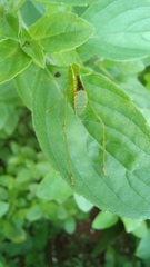 Stilpnochlora