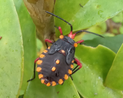 Spartocera