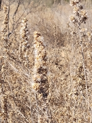 Brickellia laciniata