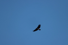 Geranospiza caerulescens