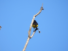 Euphonia violacea