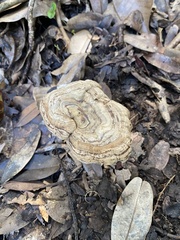 Cristataspora flavipora