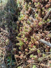 Sedum moranense