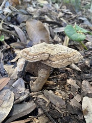 Cristataspora flavipora