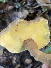 Cristataspora flavipora