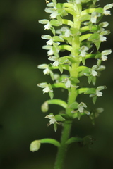 Cranichis antioquiensis