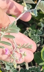 Millettieae