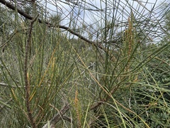 Allocasuarina distyla
